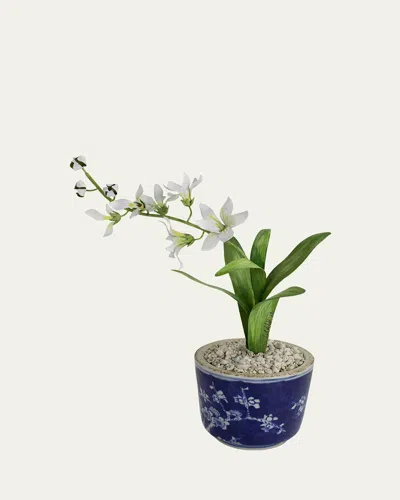 TOMMY MITCHELL FREESIA MARCH BIRTH FLOWER IN CERAMIC POT