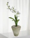 Tommy Mitchell Freesia March Birth Flower In White Terracotta Pot In Multi