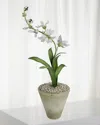 Tommy Mitchell Freesia March Birth Flower In White Terracotta Pot In Soft Yellow
