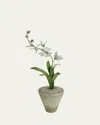 Tommy Mitchell Freesia March Birth Flower In White Terracotta Pot In Gray