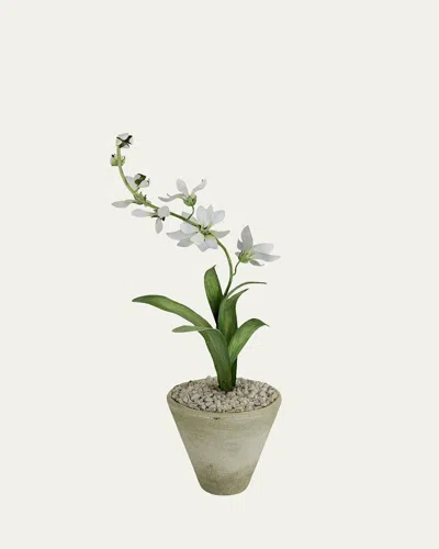 Tommy Mitchell Freesia March Birth Flower In White Terracotta Pot In Gray