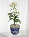 Tommy Mitchell Honeysuckle June Birth Flower In Ceramic Pot In Blue