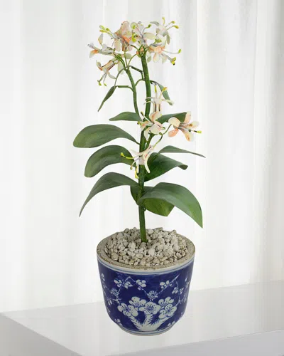 Tommy Mitchell Honeysuckle June Birth Flower In Ceramic Pot In Blue