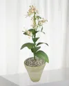 Tommy Mitchell Honeysuckle June Birth Flower In White Terracotta Pot In Multi