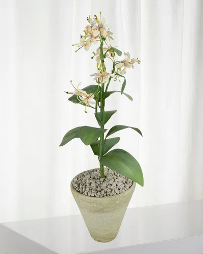 Tommy Mitchell Honeysuckle June Birth Flower In White Terracotta Pot In Multi