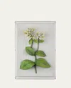 Tommy Mitchell Honeysuckle June Birth Flower Wall Art In Warm Whte