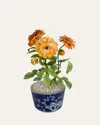 Tommy Mitchell Marigold October Birth Flower In Ceramic Pot In Orange