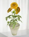 Tommy Mitchell Marigold October Birth Flower In White Terracotta Pot In Orange