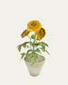 Tommy Mitchell Marigold October Birth Flower In White Terracotta Pot In Orange
