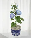 Tommy Mitchell Morning Glory September Birth Flower In Ceramic Pot In Multi