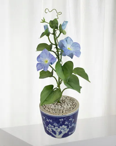 Tommy Mitchell Morning Glory September Birth Flower In Ceramic Pot In Blue