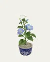 Tommy Mitchell Morning Glory September Birth Flower In Ceramic Pot In Blue