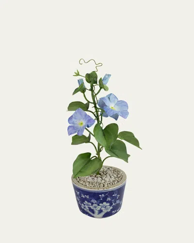 Tommy Mitchell Morning Glory September Birth Flower In Ceramic Pot In Blue