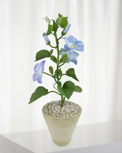 Tommy Mitchell Morning Glory September Birth Flower In White Terracotta Pot In Multi