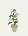 Tommy Mitchell Morning Glory September Birth Flower In White Terracotta Pot In Green