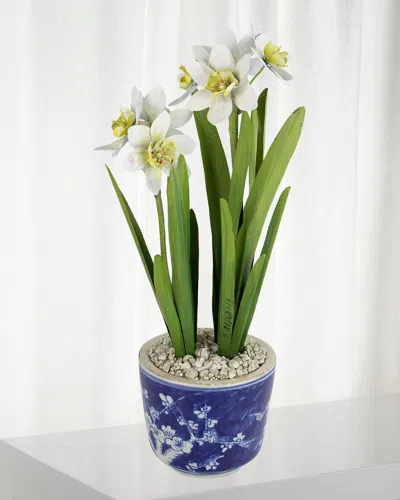 Tommy Mitchell Narcissus December Birth Flower In Blue/white Ceramic Pot In Multi