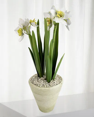 Tommy Mitchell Narcissus December Birth Flower In White Terracotta Pot In Multi