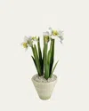 Tommy Mitchell Narcissus December Birth Flower In White Terracotta Pot In Green