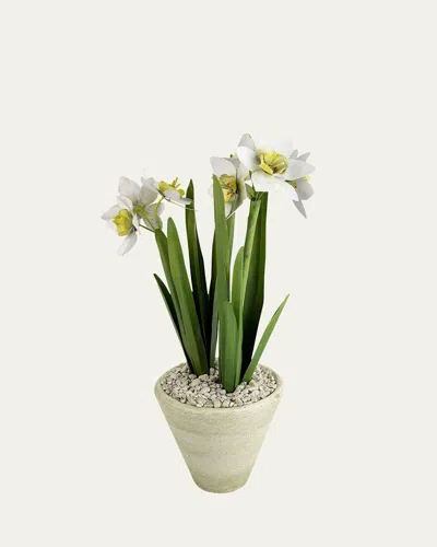 Tommy Mitchell Narcissus December Birth Flower In White Terracotta Pot In Green