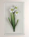 Tommy Mitchell Narcissus December Birth Flower Wall Art In White