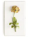 Tommy Mitchell Original Painted Auricula Study