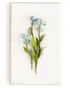 Tommy Mitchell Original Painted Forget-me-not Study In Blue
