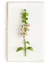 Tommy Mitchell Original Painted Foxglove Study In Pink