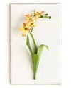 Tommy Mitchell Original Painted Freesia Study In Yellow
