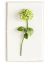 Tommy Mitchell Original Painted Hydrangea Study In Green