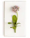 Tommy Mitchell Original Painted Primula Study In Pink