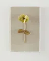 Tommy Mitchell Pansy Study 2 Wall Art In Multi