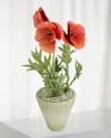 Tommy Mitchell Poppy August Birth Flower In White Terracotta Pot In Coral Red