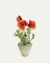 Tommy Mitchell Poppy August Birth Flower In White Terracotta Pot In Coral Red