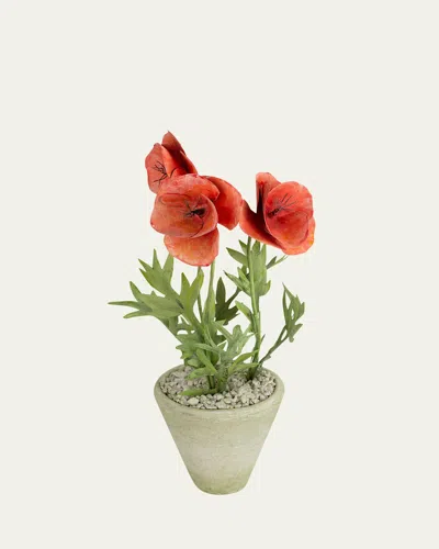 TOMMY MITCHELL POPPY AUGUST BIRTH FLOWER IN WHITE TERRACOTTA POT