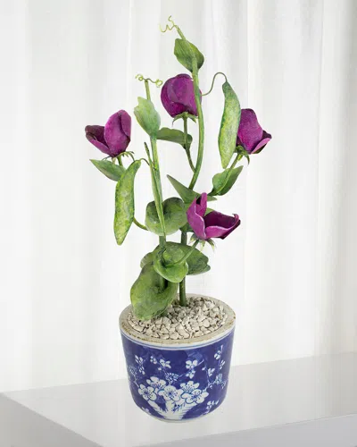 Tommy Mitchell Sweet Pea April Birth Flower In Ceramic Pot In Multi