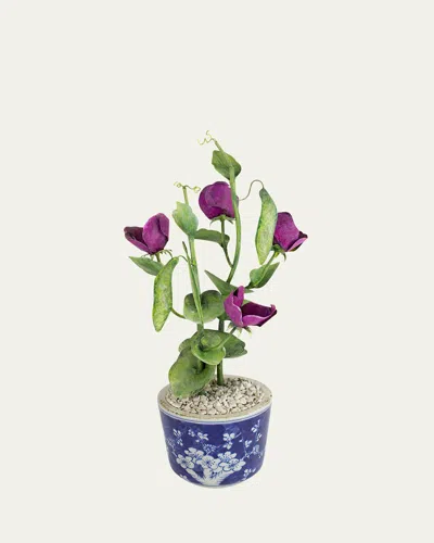 Tommy Mitchell Sweet Pea April Birth Flower In Ceramic Pot In Blue