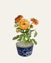 Tommy Mitchell Sweet Pea April Birth Flower In White Terracotta Pot In Deep Pink