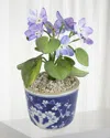 Tommy Mitchell Violet February Birth Flower In Ceramic Pot In Blue/white