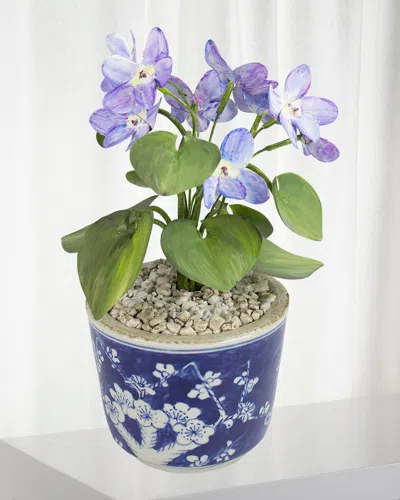 Tommy Mitchell Violet February Birth Flower In Ceramic Pot In Blue