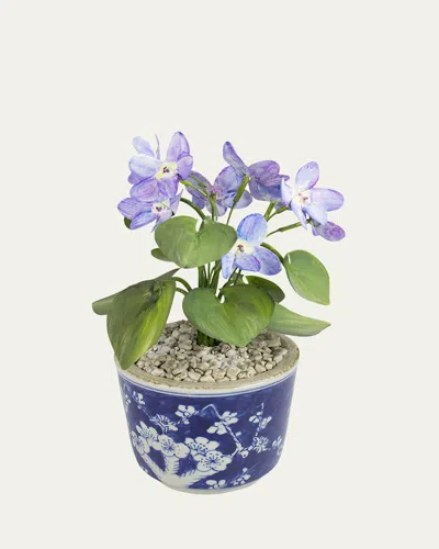TOMMY MITCHELL VIOLET FEBRUARY BIRTH FLOWER IN CERAMIC POT