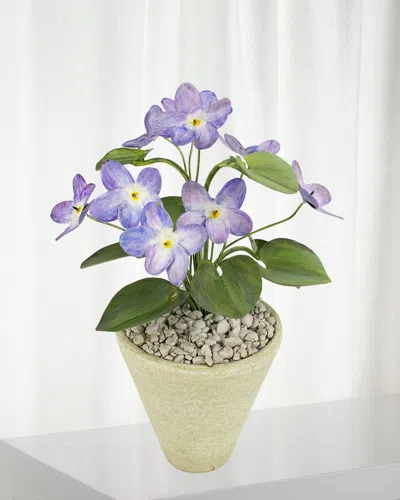 Tommy Mitchell Violet February Birth Flower In White Terracotta Pot In Purple