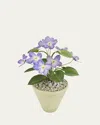 Tommy Mitchell Violet February Birth Flower In White Terracotta Pot In Violet