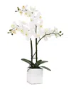 Torre And Tagus Orchid Potted 23in Triple Stem