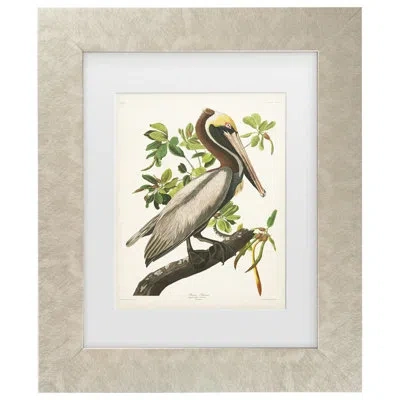 Trademark Canvas Art Brown Pelican Framed On Canvas By John James Audubon Painting In Champagne