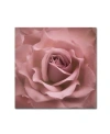 Trademark Global Cora Niele 'misty Rose Pink Rose' Canvas Art In Multi