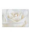 Trademark Global Cora Niele 'pure White Rose' Canvas Art In Multi