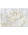 Trademark Global Cora Niele 'pure White Rose' Canvas Art In No Color