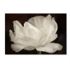 Trademark Global Cora Niele 'white Tulip Iii' Canvas Art, 30" X 47" In Open Misce