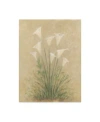 Trademark Global Debra Lake White Lilies On Parchment Canvas Art In Multi