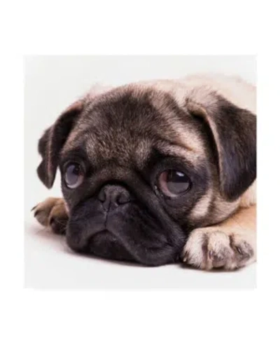 Trademark Global Edward M. Fieldin Sad Sack Pug Canvas Art In Multi